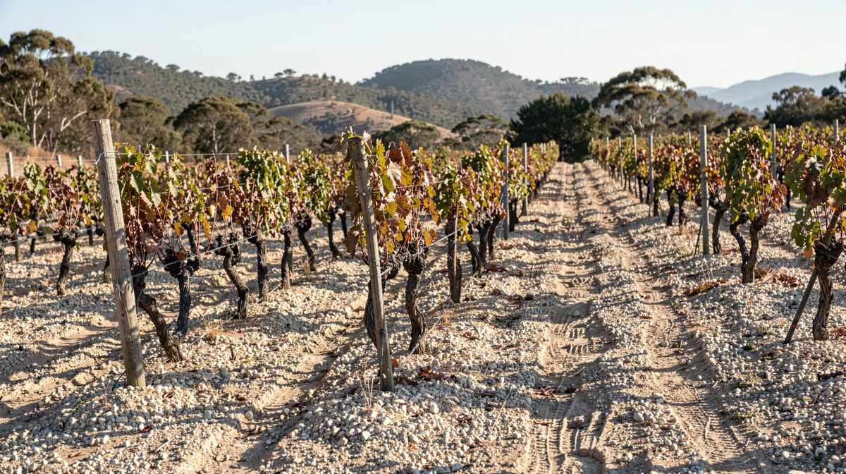 A dry-grown vineyard row on a granite hillside in the Perth Hills at mid-morning, with pale gravel between the vines and a farmer's boot prints in the dust.